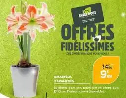 Point Vert Amaryllis 2 branches offre