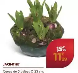 Point Vert Jacinthe offre