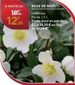 Point Vert Rose de noël offre