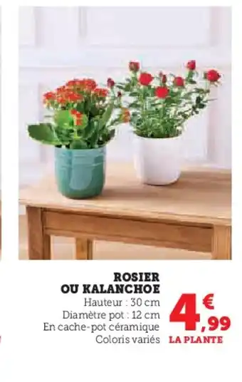 Hyper U Rosier ou kalanchoe offre