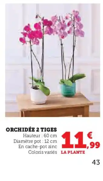 Hyper U Orchidée 2 tiges offre