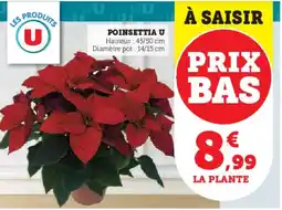 Hyper U Poinsettia u offre