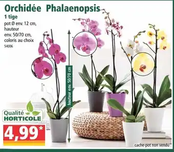 Norma Orchidée phalaenopsis offre