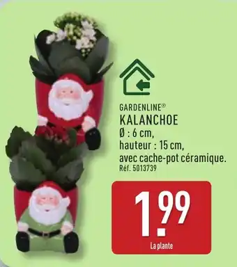 ALDI GARDENLINE Kalanchoe offre