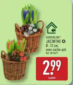 ALDI GARDENLINE Jacinthe offre