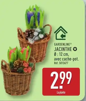 ALDI GARDENLINE Jacinthe offre