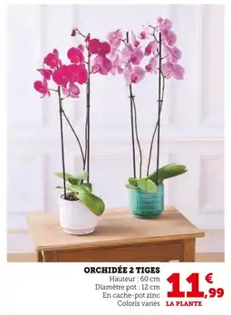 Super U Orchidée 2 tiges offre