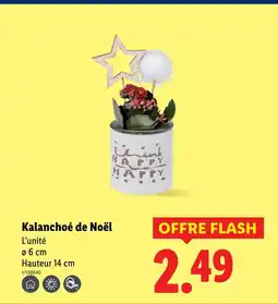 Lidl Kalanchoé de noël offre