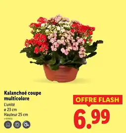 Lidl Kalanchoé coupe multicolore offre