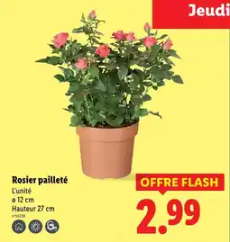 Lidl Rosier pailleté offre