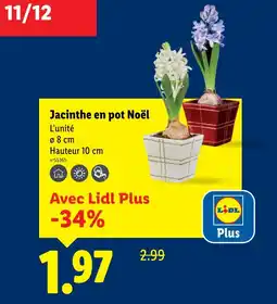 Lidl Jacinthe en pot noël offre