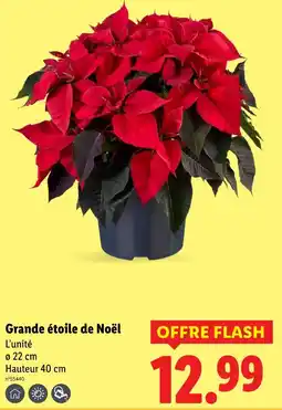 Lidl Grande étoile de noël offre