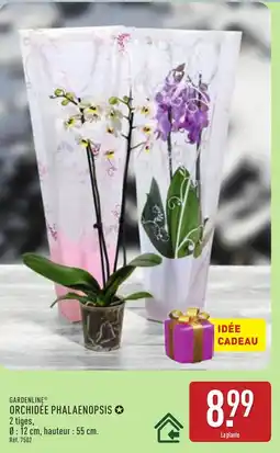 ALDI GARDENLINE Orchidée phalaenopsis offre