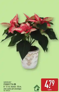 ALDI GARDENLINE Poinsettia offre