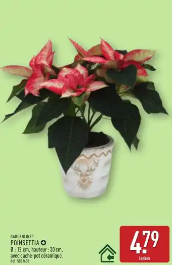 ALDI GARDENLINE Poinsettia offre