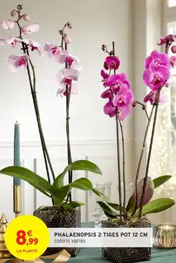 Intermarché Phalaenopsis 2 tiges pot offre
