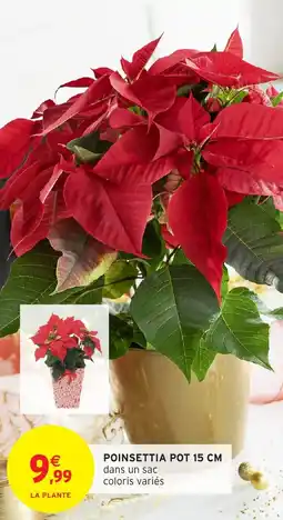 Intermarché Poinsettia pot offre
