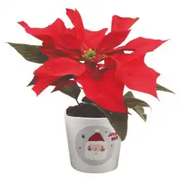 Jardiland Mini-poinsettia offre