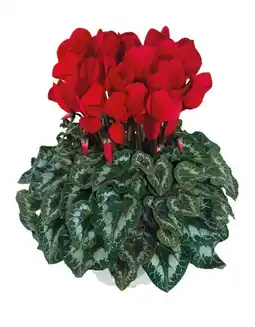 Jardiland Cyclamen halios offre