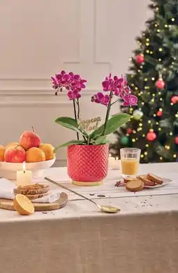 Jardiland Ecloz phalaenopsis multiflora ecloz offre