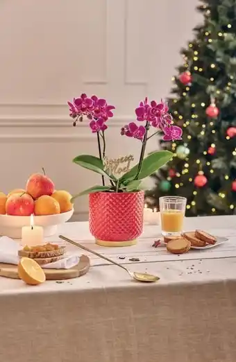 Ecloz phalaenopsis multiflora ecloz