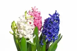 Jardiland Composition d'hiver offre