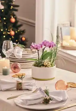 Jardiland Composition d'orchidées offre