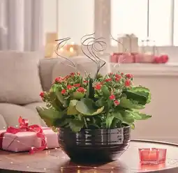 Jardiland Kalanchoe offre