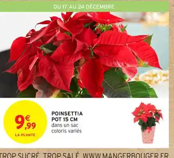 Intermarché Express Poinsettia pot offre