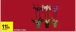 Carrefour Orchidée 2 tiges offre