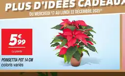 Netto Poinsettia pot offre