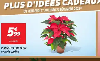 Netto Poinsettia pot offre