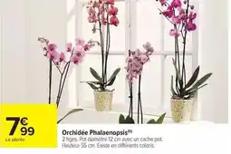 Carrefour Drive Orchidée phalaenopsis offre