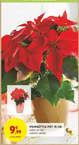 Intermarché Poinsettia pot 15 cm offre