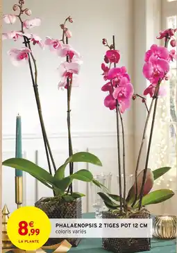 Intermarché Phalaenopsis 2 tiges pot 12 cm offre