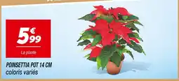 Netto Poinsettia pot 14 cm offre
