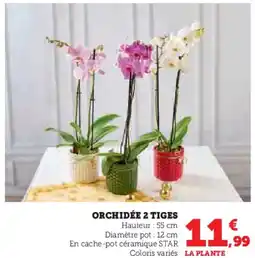 Super U Orchidée 2 tiges offre