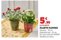 Hyper U Plante fleurie offre