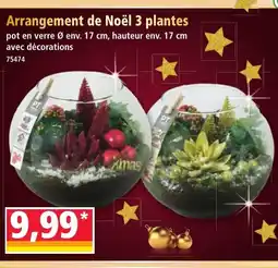 Norma Arrangement de Noël 3 plantes offre