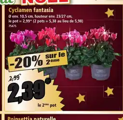 Norma Cyclamen fantasia offre