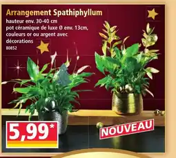 Norma Arrangement Spathiphyllum offre