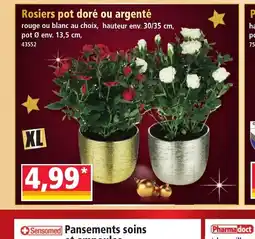 Norma Rosiers pot doré ou argenté offre