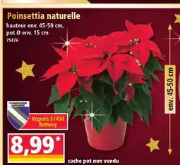 Norma Poinsettia naturelle offre