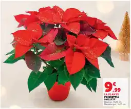 Super U Poinsettia pailleté offre