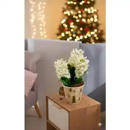 Carrefour Jacinthes en pot décoratif offre