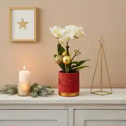 Carrefour Mini orchidée offre