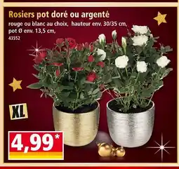 Norma Rosiers pot doré offre