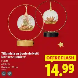 Lidl Tillandsia en boule de noël led offre