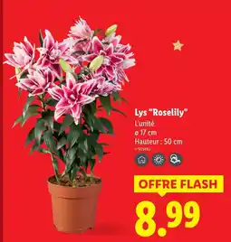Lidl Lys 'roselily' offre