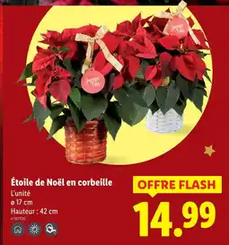 Lidl Étoile de noël en corbeille offre